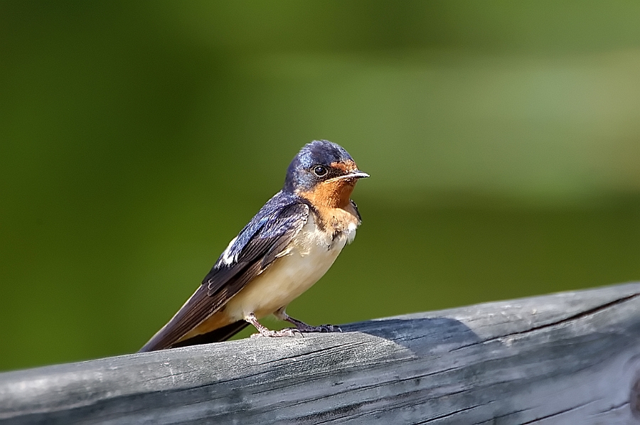 Barn Swallow